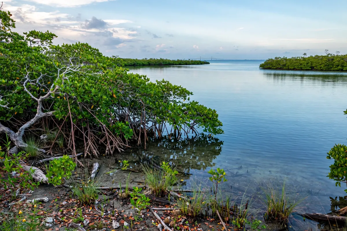 Terra Ceia Florida island with mangrove shoreline and coastal homes near the preserve